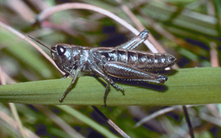 Pygmy-toothed grasshopper