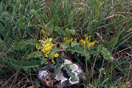 Astragalus exscapus