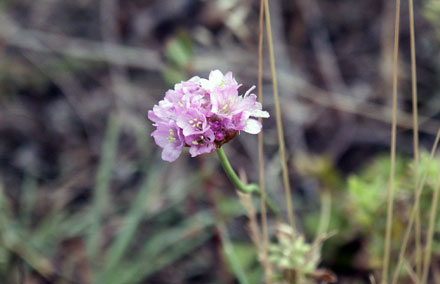 Sea thrift