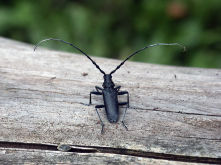 Capricorn beetle