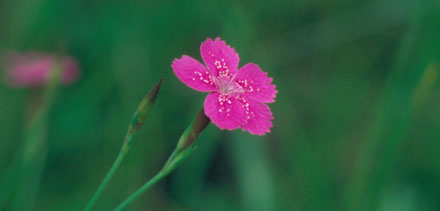 Maiden pink and Deptford pink