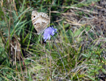 Hermit butterfly and fragrant 