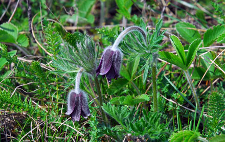 Small pasque flower