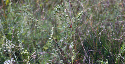 Sea aster and Rock wormwood