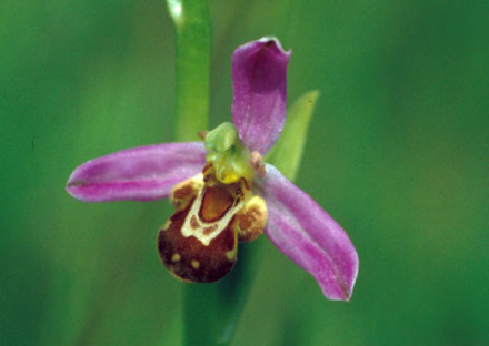 Bee orchid