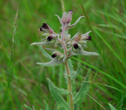 Monkswort