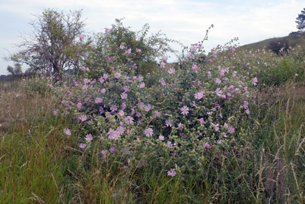 Garden tree-mallow