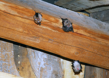 Lesser horseshoe bat